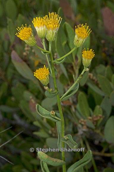 erigeron inornatus var inornatus 3 graphic